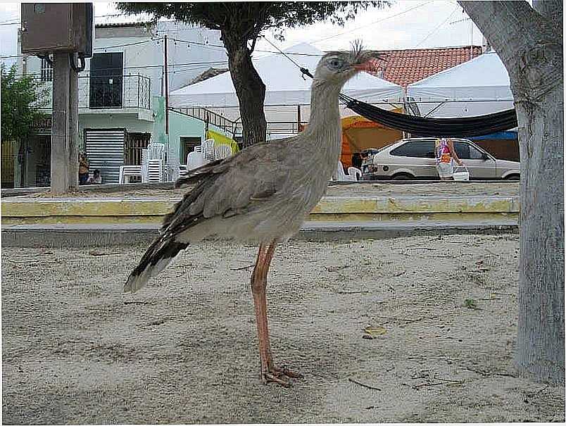 IMAGENS DA CIDADE DE OLIVEDOS - PB - OLIVEDOS - PB