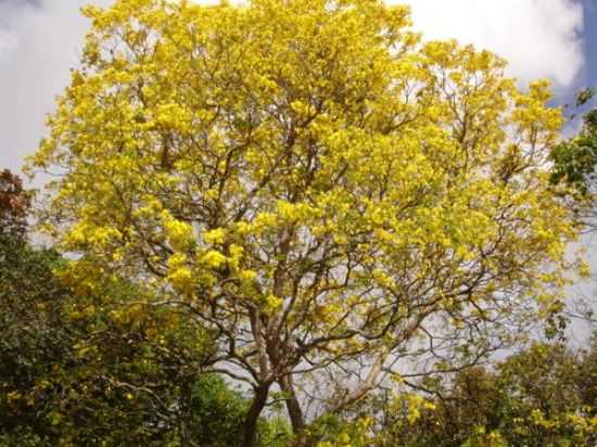 IP AMARELO (DESABROCHAM NO VERO), POR JOS MEDEIROS DE LIMA - RIO TINTO - PB