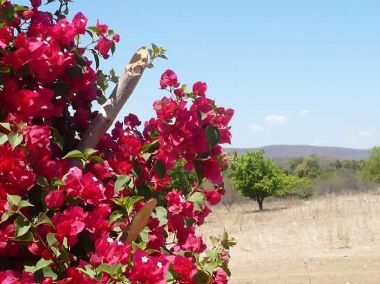 VISTA DA REGIO EM SANTA CRUZ-FOTO:MAURICELIO SARMENTO DE SOUSA - SANTA CRUZ - PB