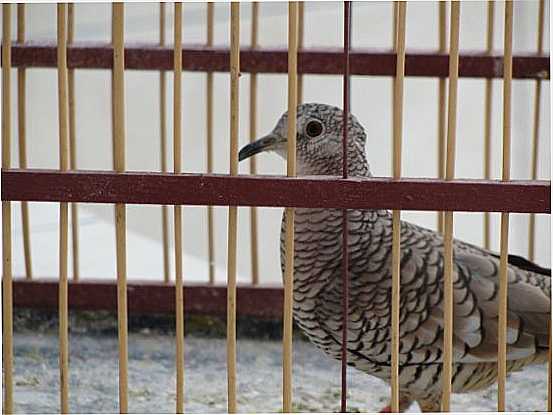 AVE DO SERTO CONHECIDA POR ROLINHA FOGO-PAG, POR LAMARTINE NOBRE - SO JOO DO RIO DO PEIXE - PB