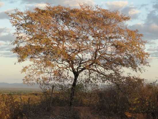 RVORE QUE FAZ PARTE NA NOSSA CAATINGA NO SERTO, POR LAMARTINE NOBRE., POR LAMARTINE NOBRE - SO JOO DO RIO DO PEIXE - PB