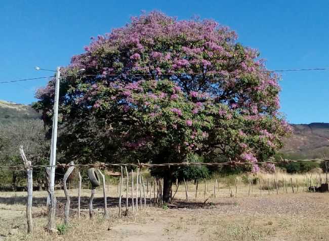 O IP EM PLENO SERTO...SO JOS DE PRINCESA, POR DAMIO FERREIRA BEZERRA - SO JOS DE PRINCESA - PB