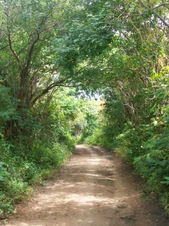 PAISAGEM AO ENCONTRO DA CACHOEIRA, POR IRENICE DA COSTA LIMA - TACIMA - PB