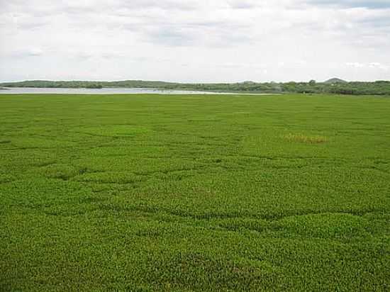 BARRAGEM DE BROTAS-FOTO:FABIO WELLINGTON - AFOGADOS DA INGAZEIRA - PE