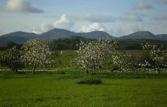 ALTINHO-FOTO:CITYBRAZIL - ALTINHO - PE