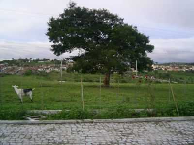 POR TONINHO MORAL - ANGELIM - PE