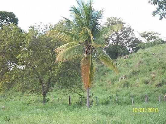 COQUEIRO SOLITRIO,PONTA DGUA-FOTO:JOSENEISMACEDO - CATOLNDIA - BA