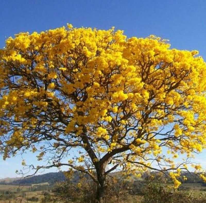 IMAGENS DA CIDADE DE BOM JARDIM - PE - BOM JARDIM - PE