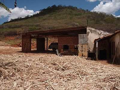 FAZENDA CANA-FOTO:LUIS BRUNO GALVAO GU  - CANA - PE