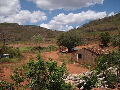 FAZENDA CANA-FOTO:LUIS BRUNO GALVAO GU  - CANA - PE