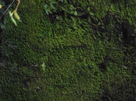 PAISAGEM DE CLARAN, POR BRUNA RODRIGUES - CLARANA - PE