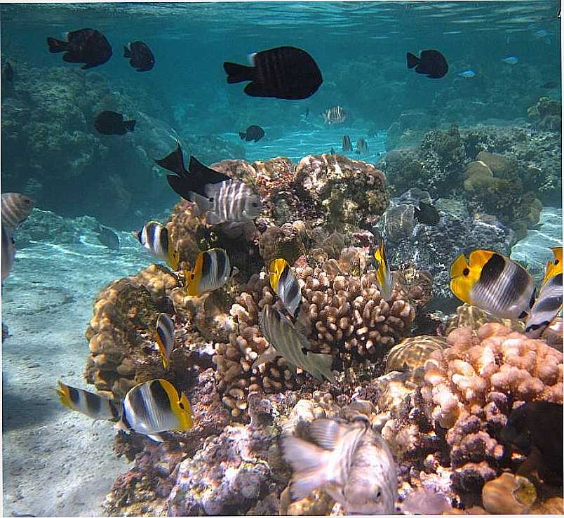 FERNANDO DE NORONHA - PE - FERNANDO DE NORONHA - PE