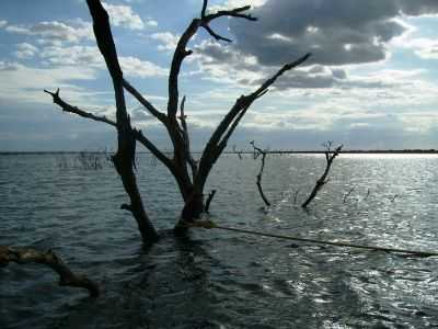 A TARDE DO VELHO CHICO, POR NIO QUIRINO - FLORESTA - PE