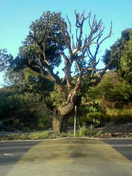 JAQUEIRA - ENTRADA DA CIDADE, POR LUCAS CANTO - GAMELEIRA - PE