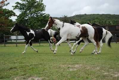 GRAVAT UM DOS MAIORES POLOS DE CRIAO DE CAVALOS DE RAA,  - GRAVAT - PE