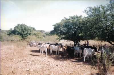 IBIMIRIM - , POR ROBERTO DE SOUZA LEAL - IBIMIRIM - PE