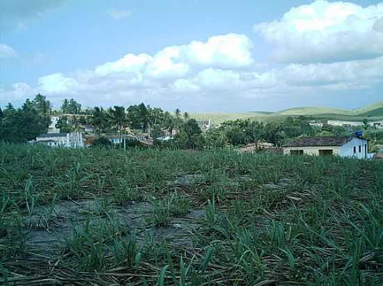 PLANTAO DE CANA DE AUCAR-FOTO:LAUDEMIR - IBIRATINGA - PE