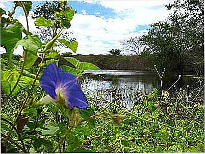 RIO PAJE-FOTO:OSMANO MORAIS MASCEN  - INGAZEIRA - PE