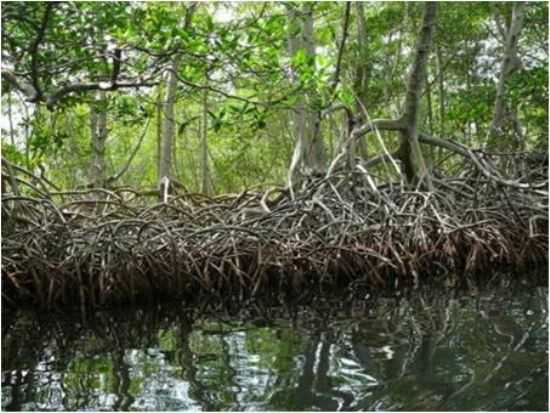 MANGUE DO CANAL DE STA CRUZ, POR MARCOS MOUSINHO - ITAPISSUMA - PE