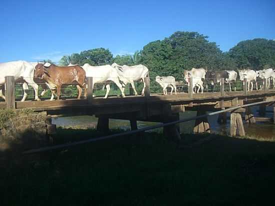 GADO ATRAVESSANDO A PONTE SOBRE O RIO ITAGUARI EM COCOS-BA-FOTO:RMULO HENOK - COCOS - BA