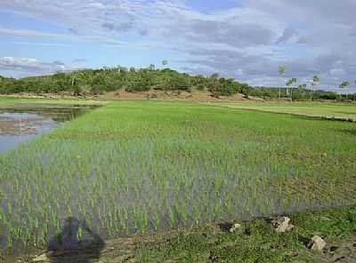 PLANTAO DE ARROZ
POR:LEANDRO CHAVES - LAGOA GRANDE - PE