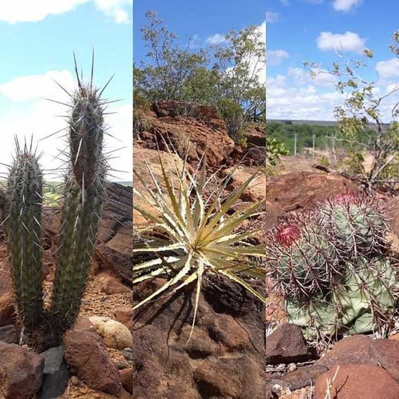 IMAGENS DO DISTRITO DE MOXOT NO MUNICPIO DE INAJ--PE - MOXOT - PE