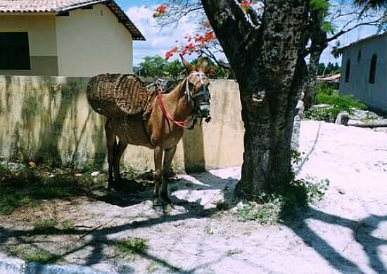 CONDE POR SIRIBINHA - CONDE - BA