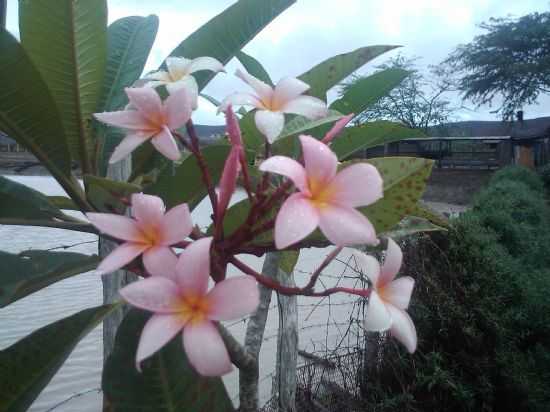 FLORES DE PANELAS, POR GILZETE GALVO - PANELAS - PE