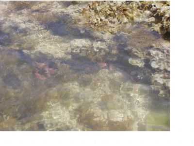 CORAL DE PONTAS DE PEDRA, POR ROSE - PONTA DE PEDRAS - PE