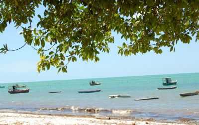 MAR VISTO DA ARVORE DA MENTIRA, POR SONIA BORGES - PONTA DE PEDRAS - PE