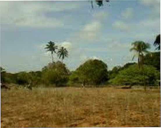 VEGETAO NA REGIO DE RIO DA BARRA-PE-FOTO:HUAN CARLOS - RIO DA BARRA - PE