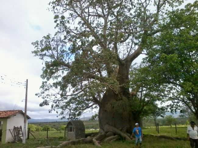 ARVORE CENTENARIA, POR JAIRO CAVALCANTI - SANHAR - PE