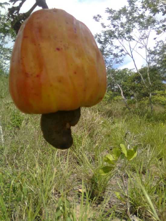 SANTA MARIA DO CAMBUC-PE-CAJ,FRUTA TPICA  PRODUZIDA NO MUNICPIO,CAJU-FOTO:FRANKLIN BATISTA LEO. - SANTA MARIA DO CAMBUC - PE