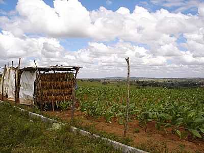 PLANTAO DE TABACO-FOTO:ZEOLITHE - CORAO DE MARIA - BA