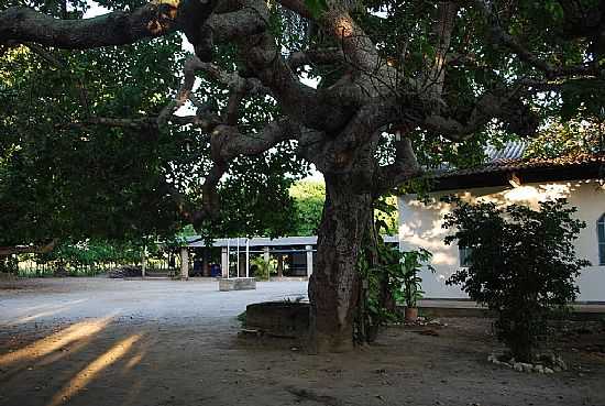 CAJUEIRO EM CORAO DE MARIA-BA-FOTO:NANDE - CORAO DE MARIA - BA