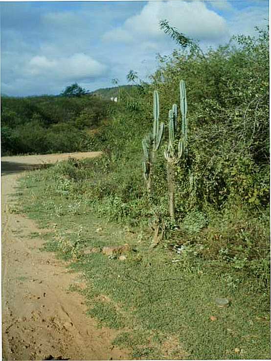 VISTA NATURAL, POR ANTONIO CCERO DA SILVA(GUIA) - SO JOS DO BELMONTE - PE