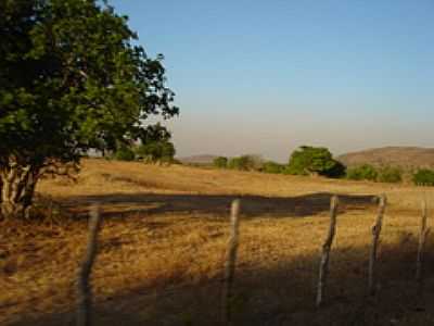 JUAZEIROS EM TAPIRAIM-FOTO:SGMENEZES  - TAPIRAIM - PE