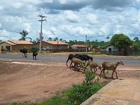 ANIMAIS NAS RUAS DE CAXING-FOTO:BLOG DO GIL - CAXING - PI