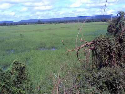 ARROZAL EM ALIANA DO GURGUIA, POR GILMAR GONALVES - COLNIA DO GURGUIA - PI
