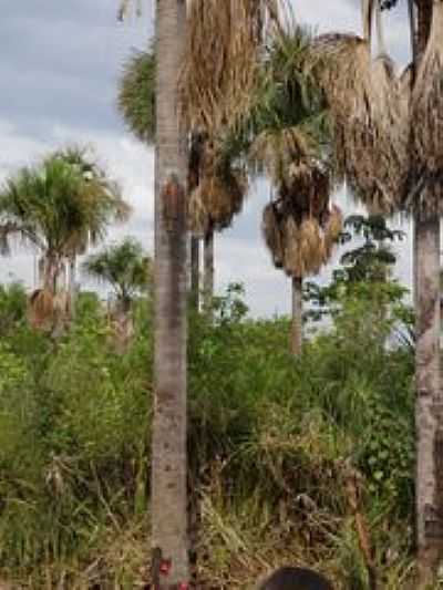 BURITI COM A IMAGEM DE SANTA-FOTO:ANTONIO JOO BOTREL  - CURRAIS - PI