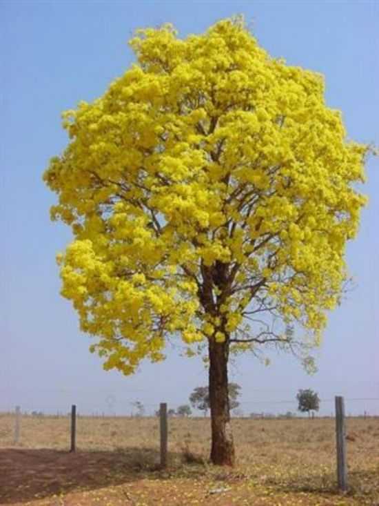 TEM IP AMARELO EM FRONTEIRAS_PI, POR PROF. ILZA BEZERRA(FRONTEIRAS A TERESINA) - FRONTEIRAS - PI