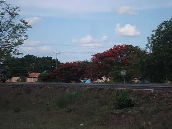 FLAMBOYANT NA BEIRA DA RODOVIA EM IPIRANGA DO PIAU-FOTO:ELIEL DAMASCENO - IPIRANGA DO PIAU - PI
