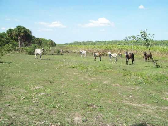 IMAGENS LANDRI SALES PI, CURRAL VELHO, LAGOA CANA BRAVA, POR JOO GUALBERTO - LANDRI SALES - PI