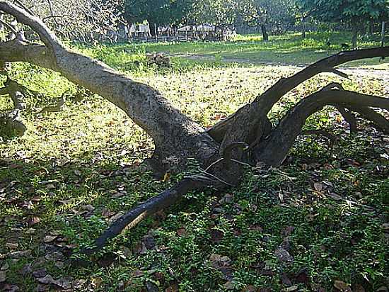 IMAGEM RURAL EM MURICI DOS PORTELAS-FOTO:HELDER FONTENELE - MURICI DOS PORTELAS - PI