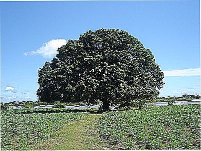 MANGUEIRA-FOTO:HELDER FONTENELE  - MURICI DOS PORTELAS - PI