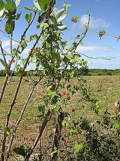 PAISAGEM-FOTO:HELDER FONTENELE  - MURICI DOS PORTELAS - PI