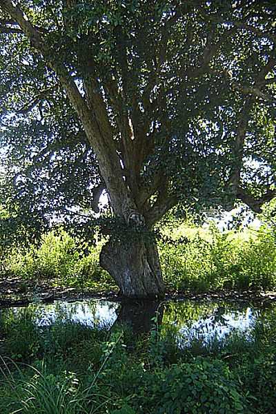 PAU DGUA-FOTO:HELDER FONTENELE  - MURICI DOS PORTELAS - PI