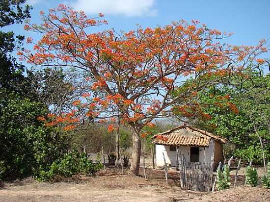 ZONA RURAL EM OLHO DGUA DO PIAU-PI-FOTO:EDILSON MORAIS BRITO - OLHO D'GUA DO PIAU - PI