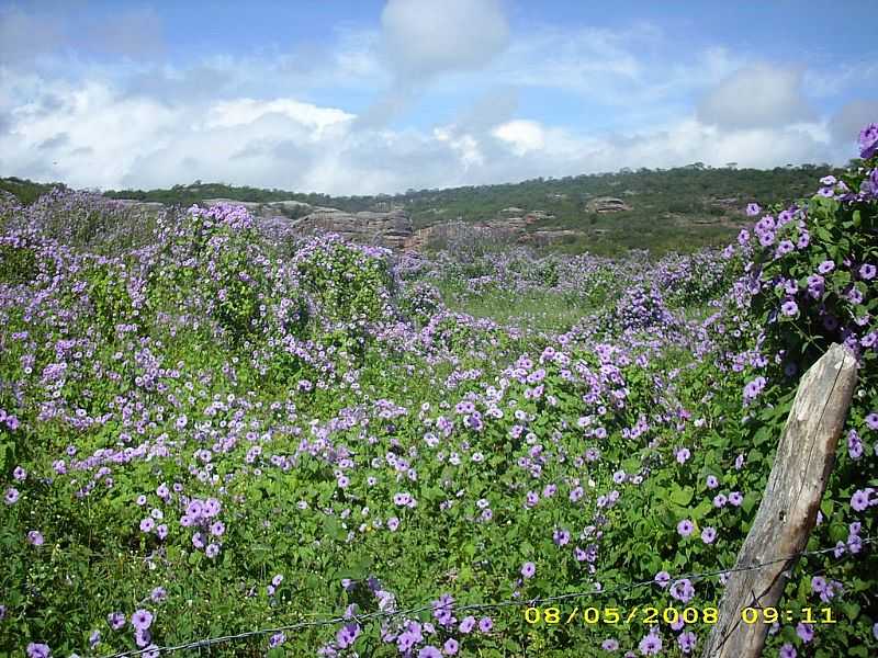 PIMENTEIRAS-PI-FLORES NA SERRA-FOTO:CARVALHONETO2010 - PIMENTEIRAS - PI