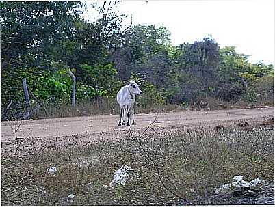 SANTA ROSA DO PIAU, POR AFONSO JUNIOR - SANTA ROSA DO PIAU - PI